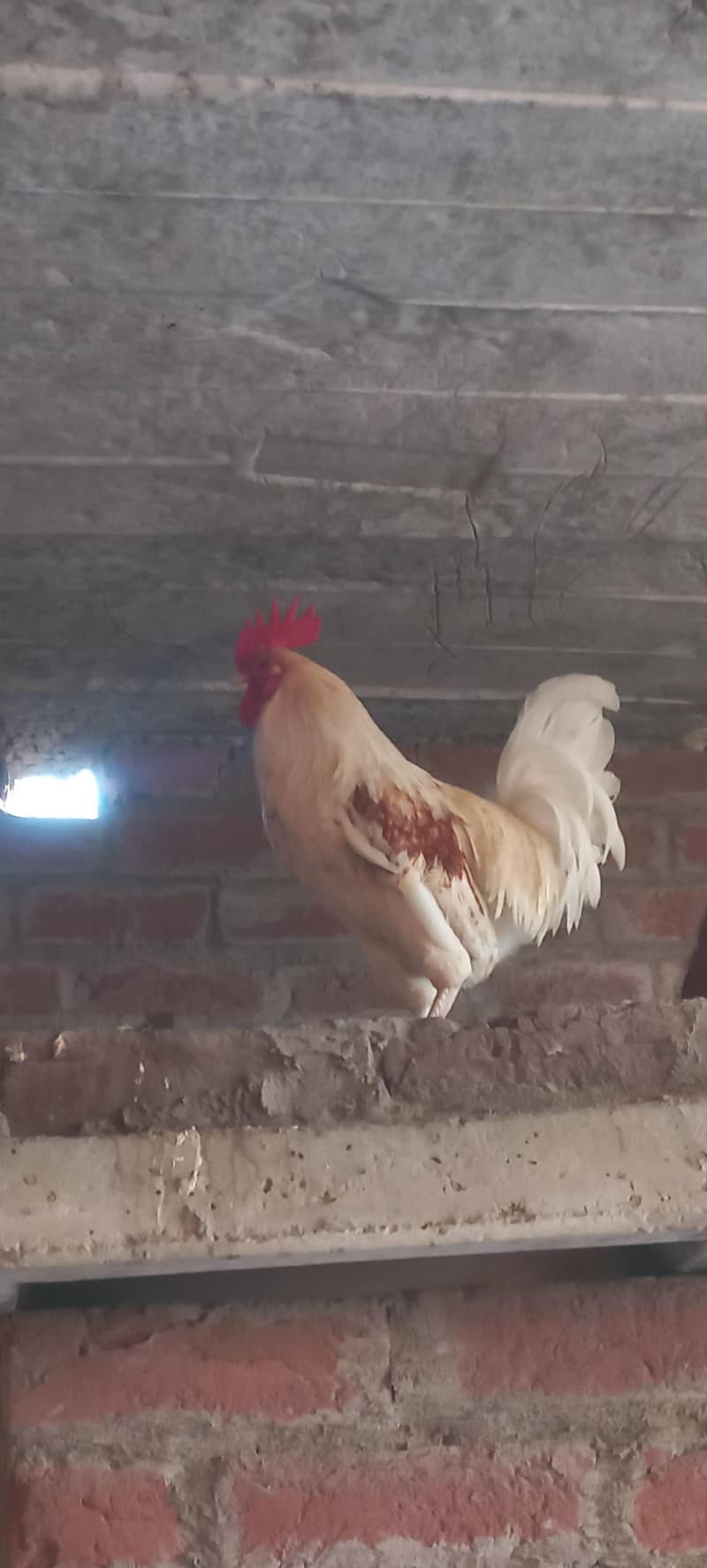 Desi Hens 1