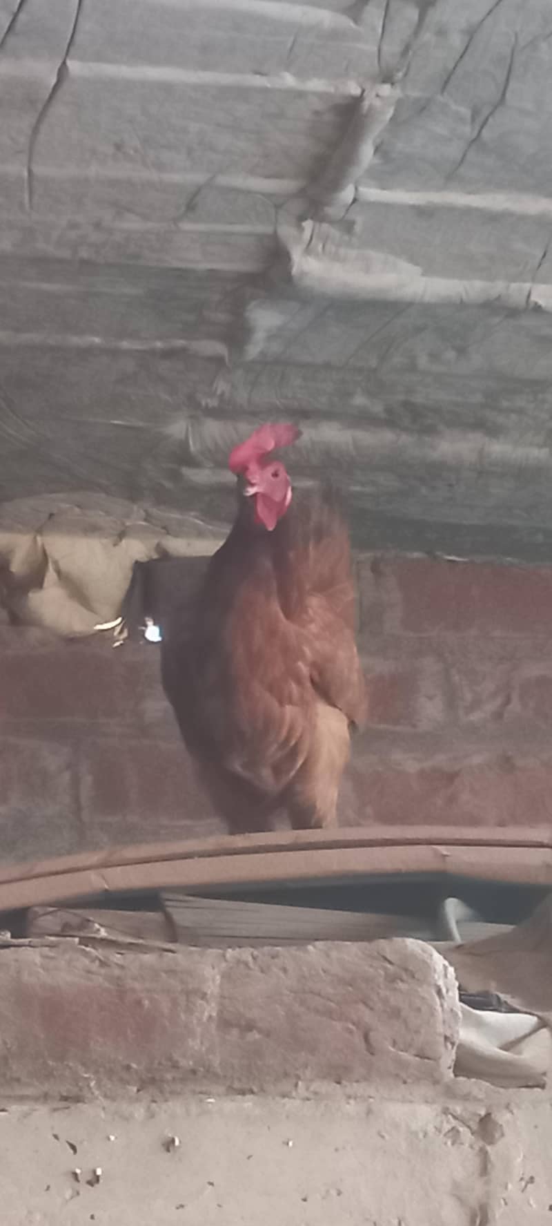 Desi Hens 2