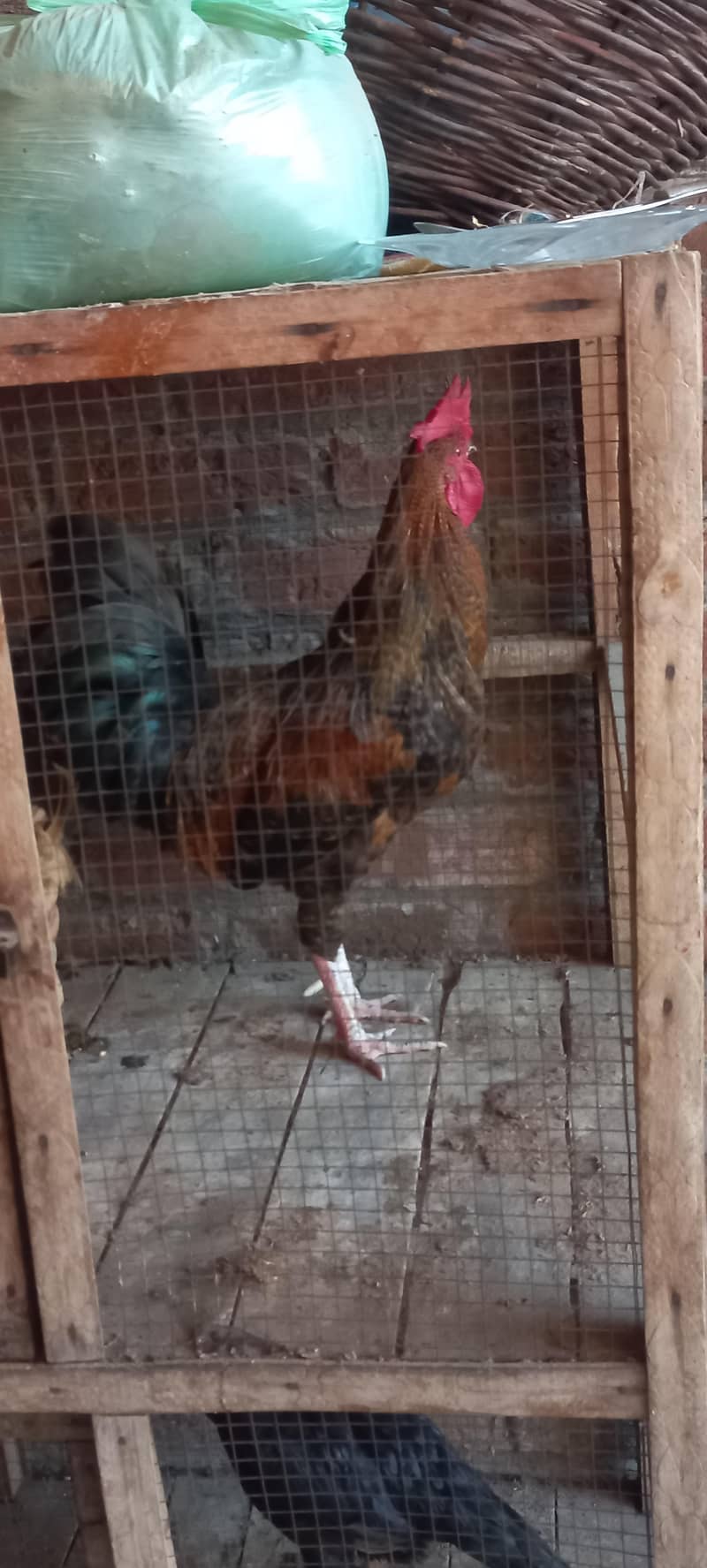 Desi Hens 3