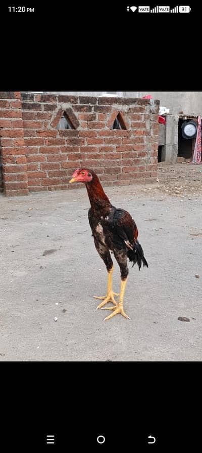 quality bird
