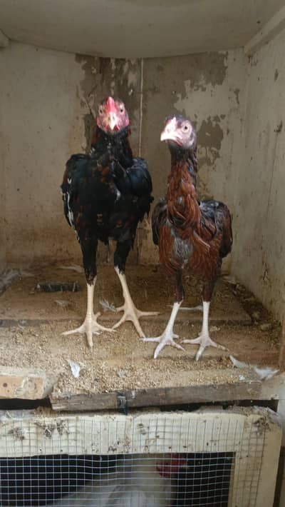 black heera