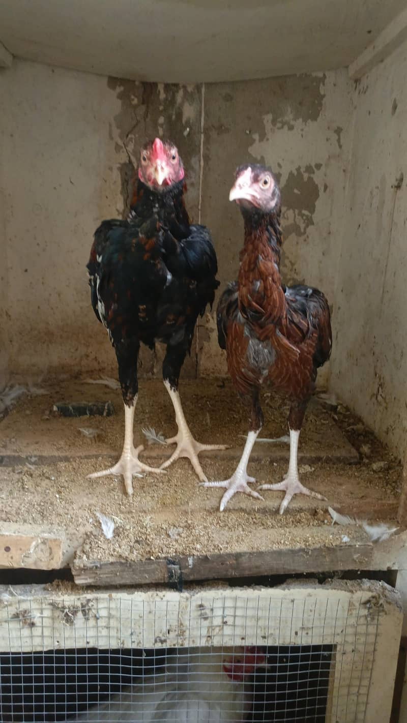 black heera 0