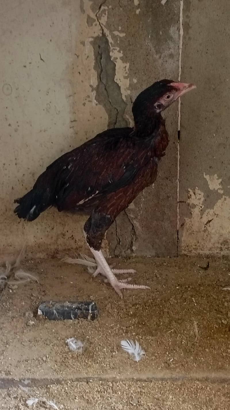 black heera 2