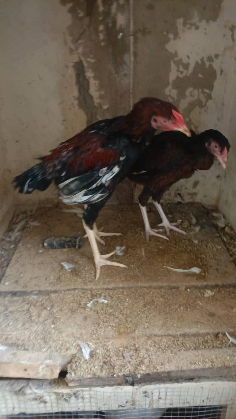 black heera 3