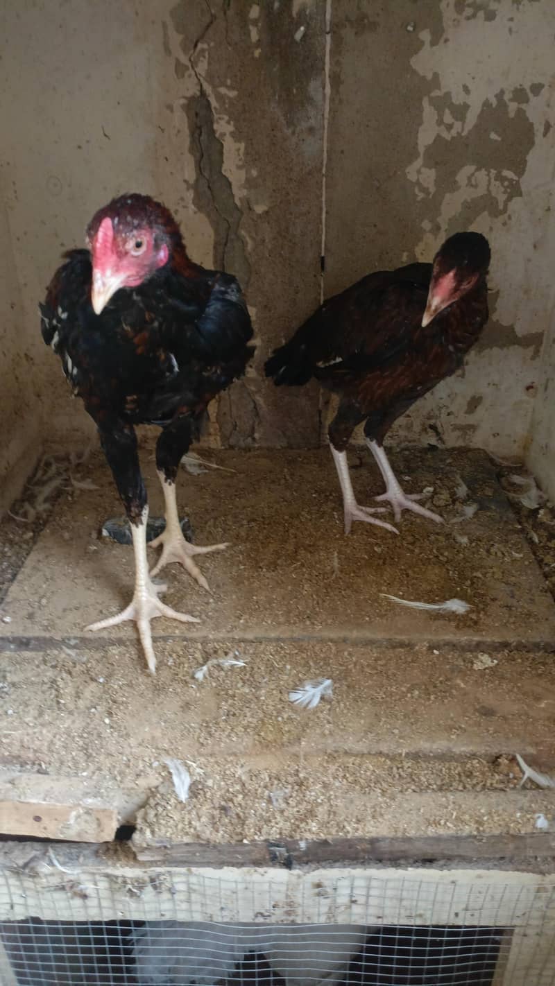 black heera 4