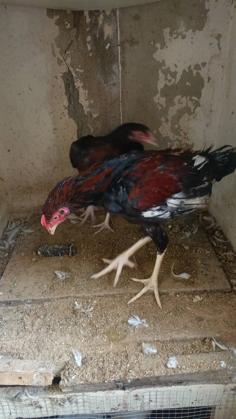 black heera 5