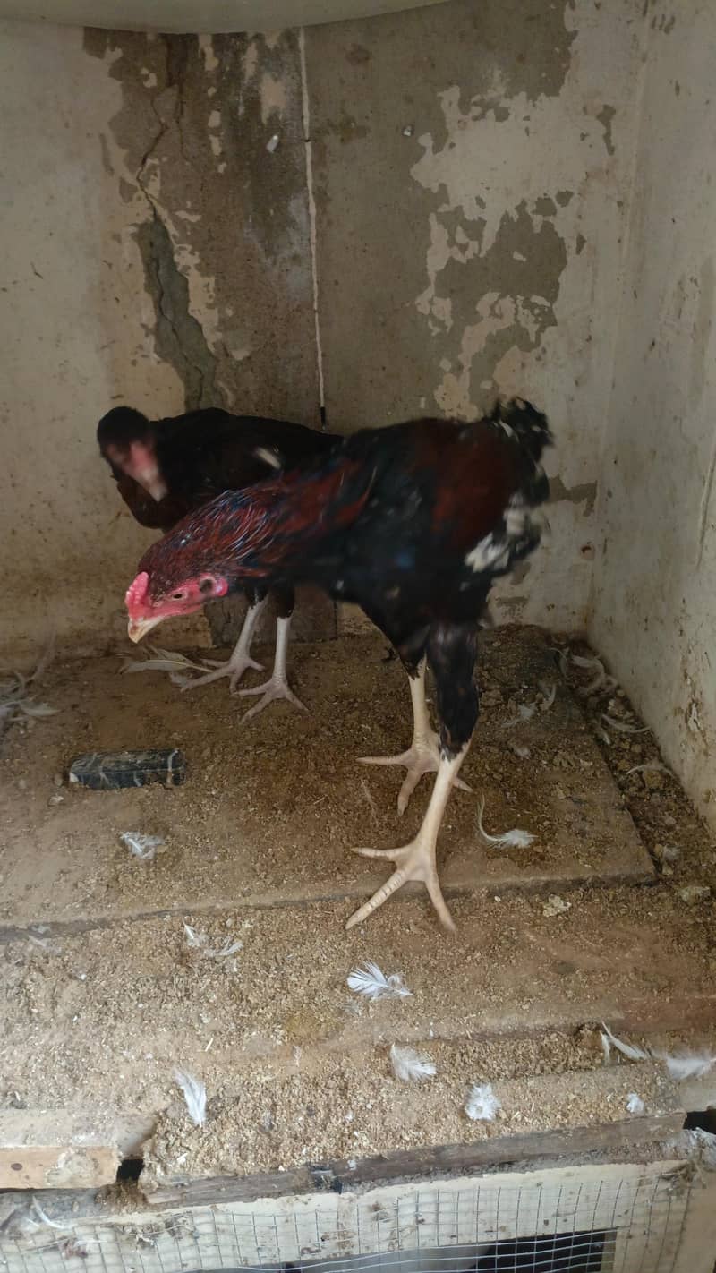 black heera 6