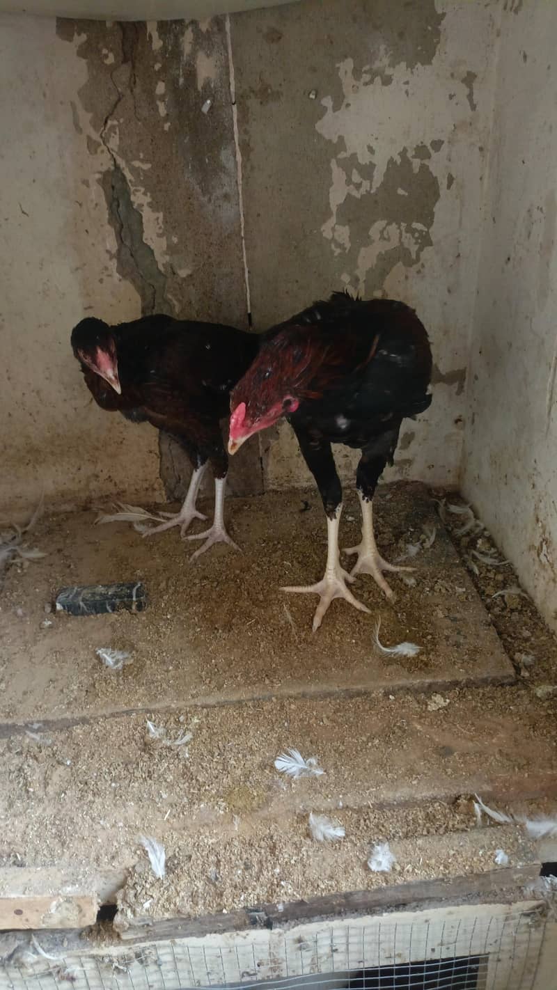 black heera 7