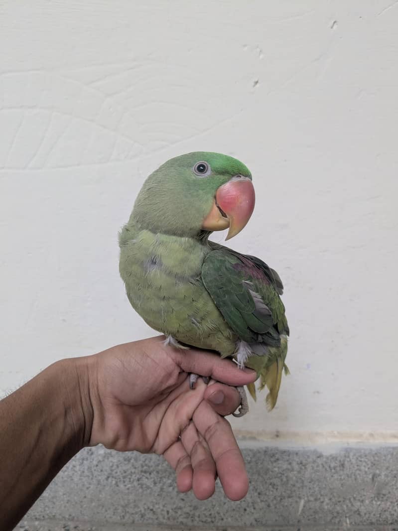 raw parrot 0