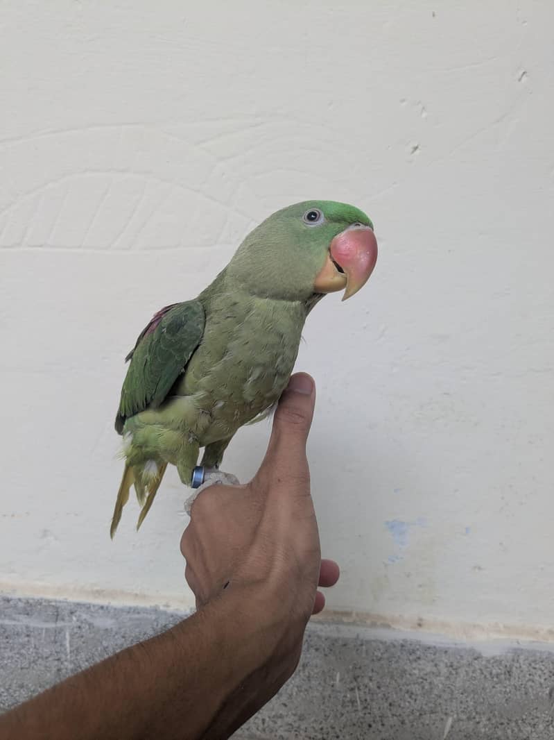 raw parrot 1