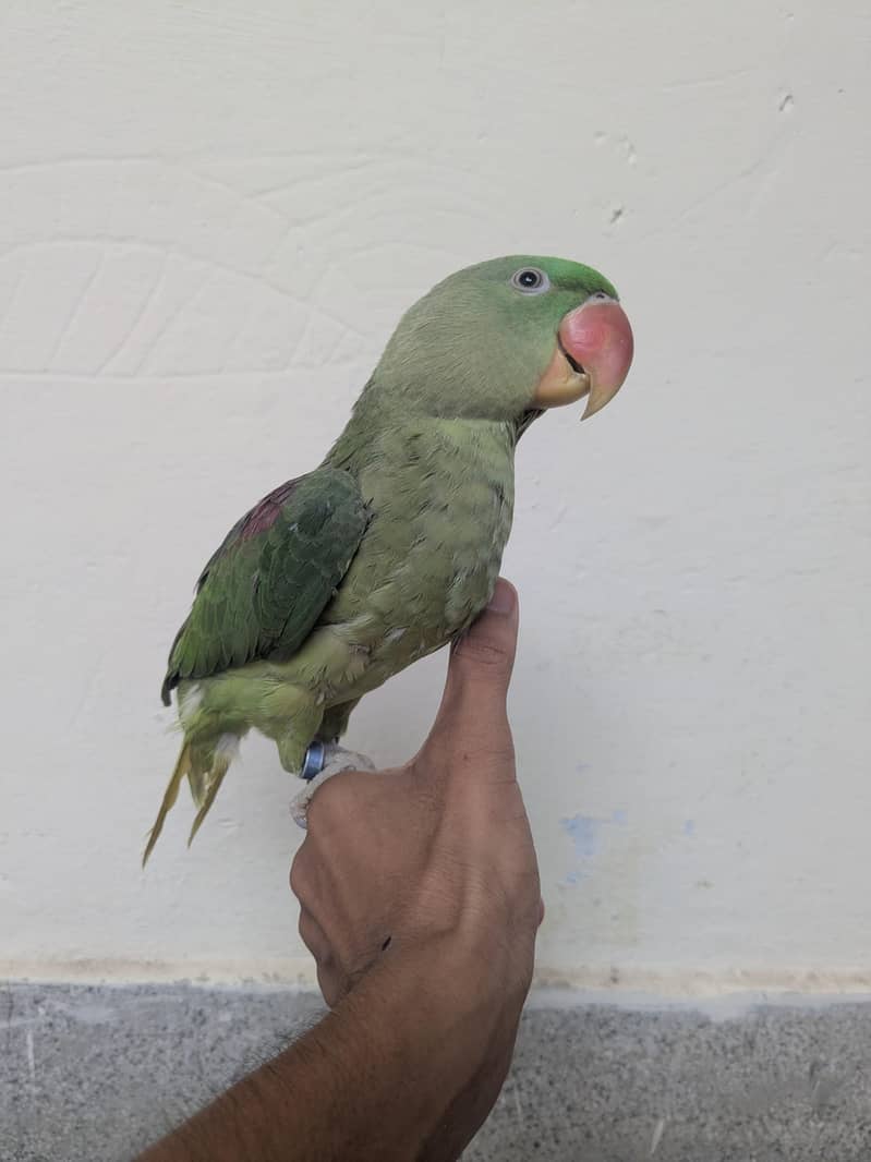 raw parrot 2