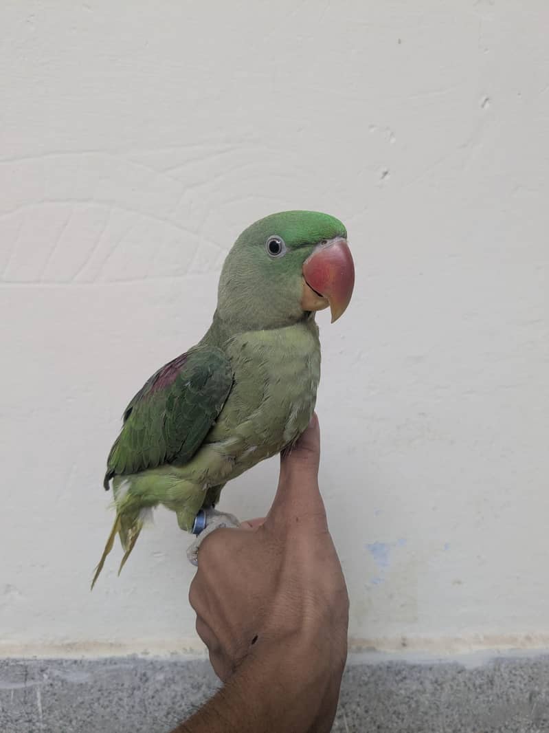 raw parrot 3