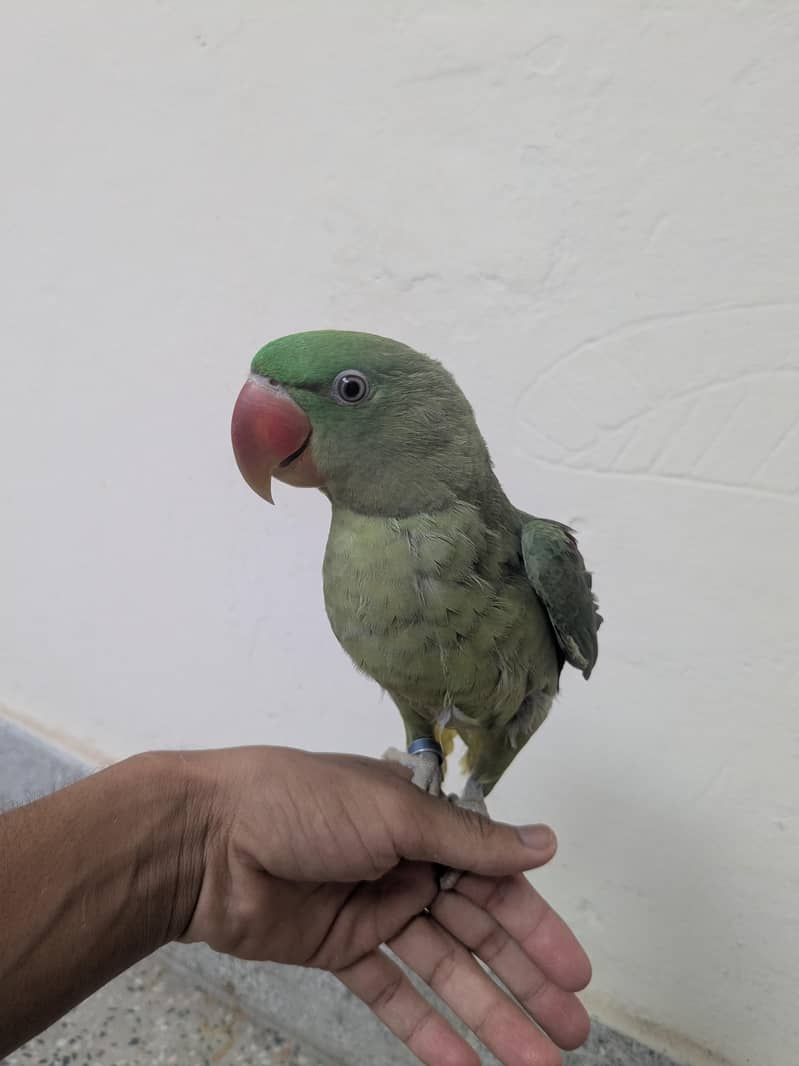 raw parrot 4