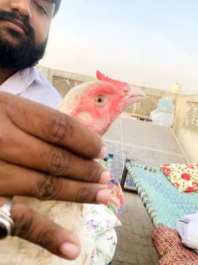 pure aseel heera female for sale egg laying without male