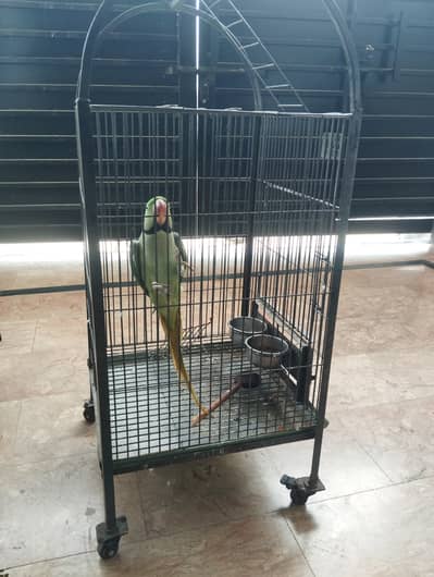 Breader raw parrot with cage. . . contact on 03329811782