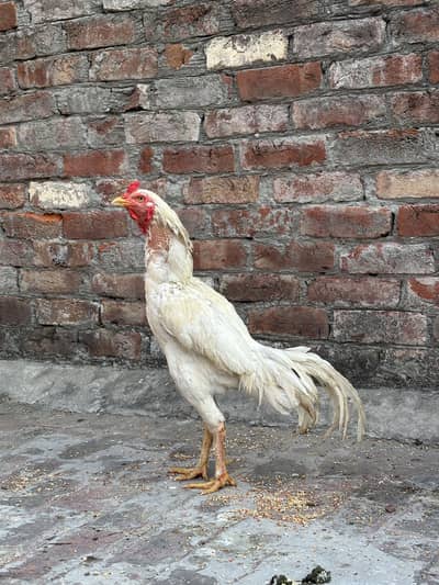 Herra Aseel breeder pair (3)