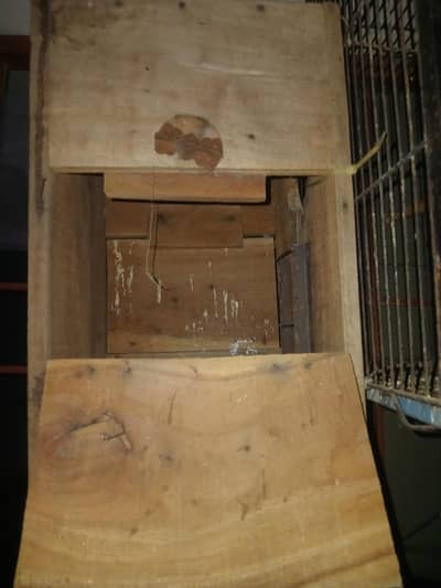 bbreeding box ring neck raw parrot 1 bar use howa bss