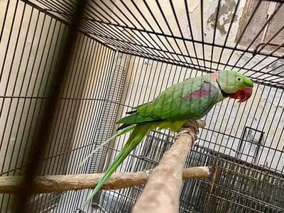 raw breeder pair for sale