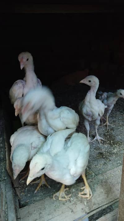 White Heera Aseel Trio and Chicks