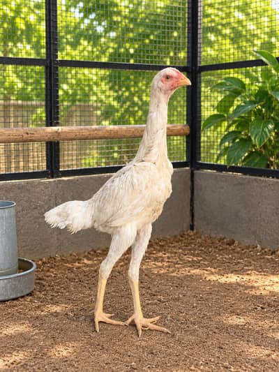 Shamo Female and fancy breeds