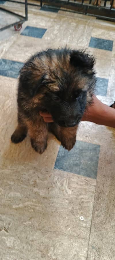 German shepherd puppies fully pedigree and vaccinated