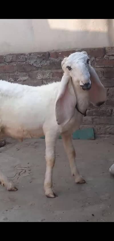 kajla Chatra