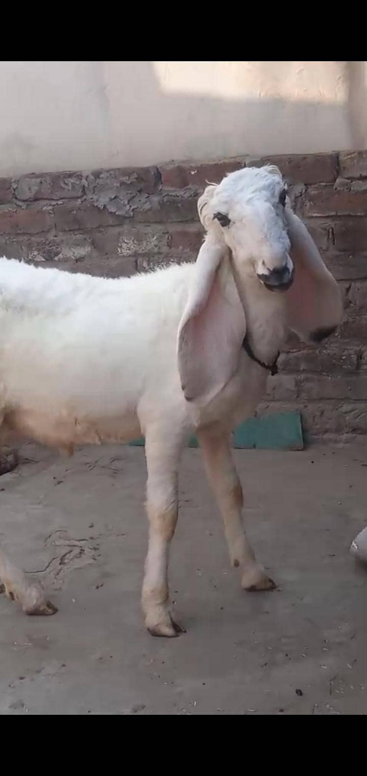 kajla Chatra 0