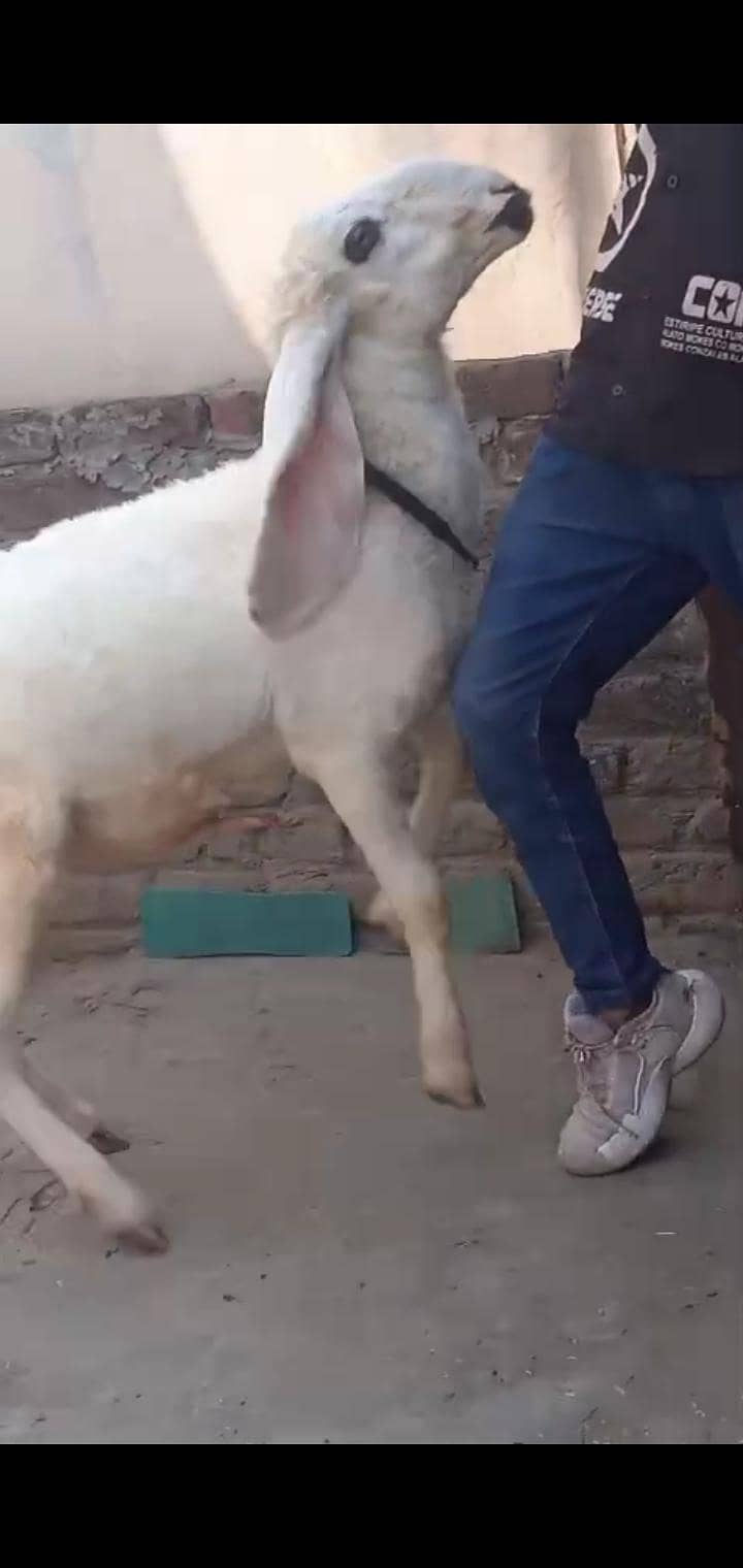 kajla Chatra 1