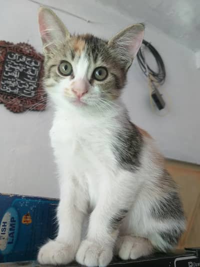 Persian kitten female gray color just 2 month tear old