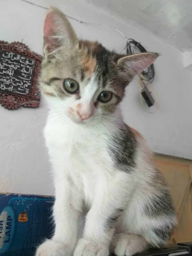 Persian kitten female gray color just 2 month tear old - Cats - 1120937193