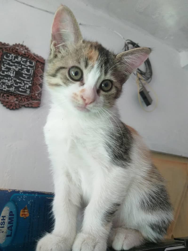 Persian kitten female gray color just 2 month tear old - Cats - 1120937193