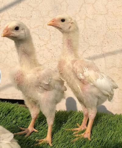 Dragon || Ayam cemani || Black Shamo / White Shamo / Blue || Chicks