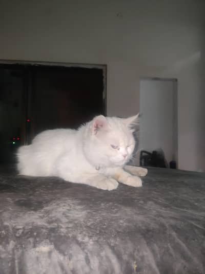 persian Cat with blue eyes