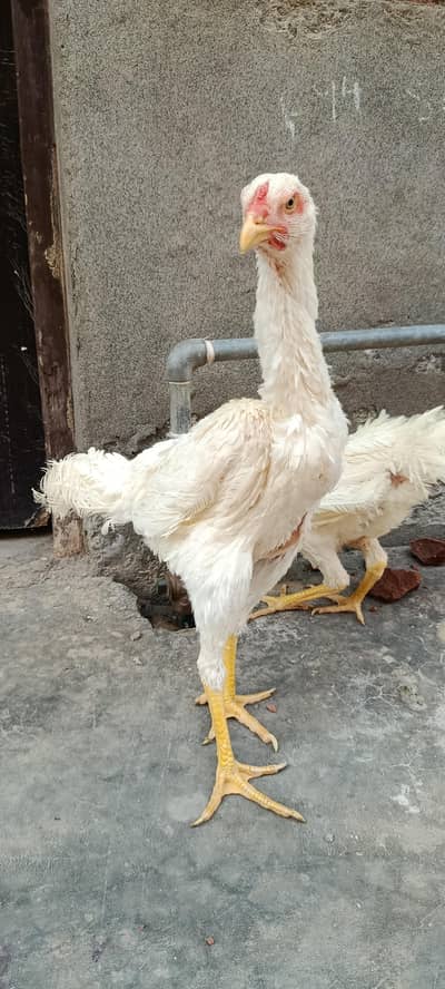 High quality shamoo 03067901675