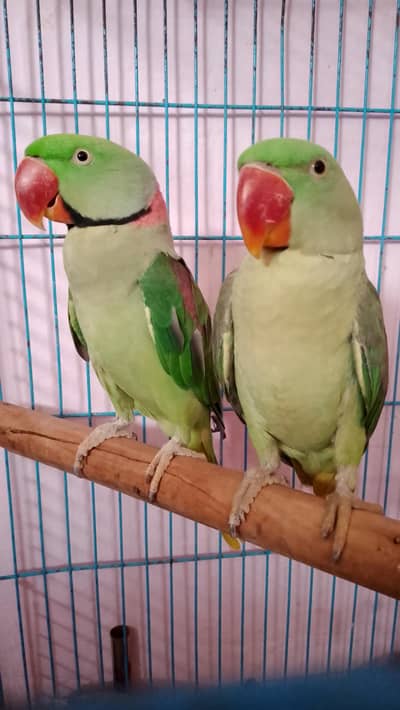 pair raw parrot for sale
