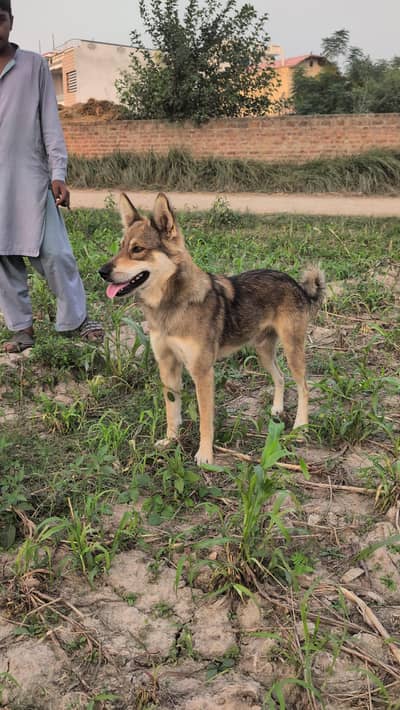 Belgium shepherd cross German shepherd breed