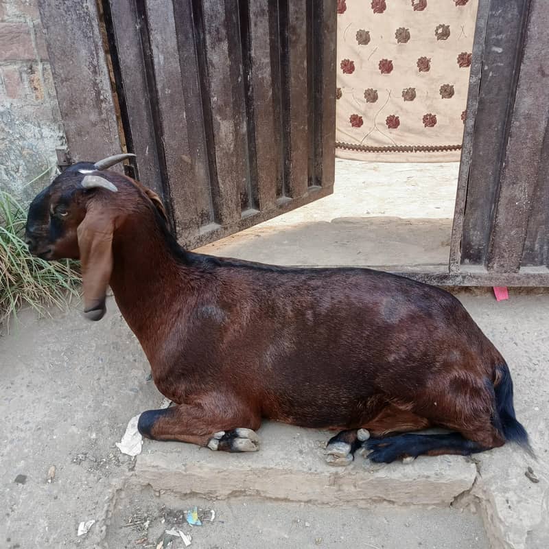 اوکے ہے 1