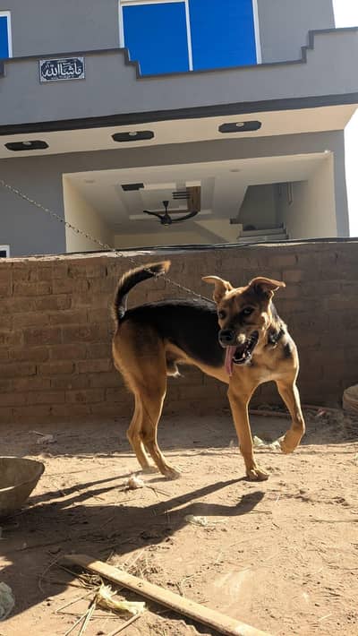 German shepherd