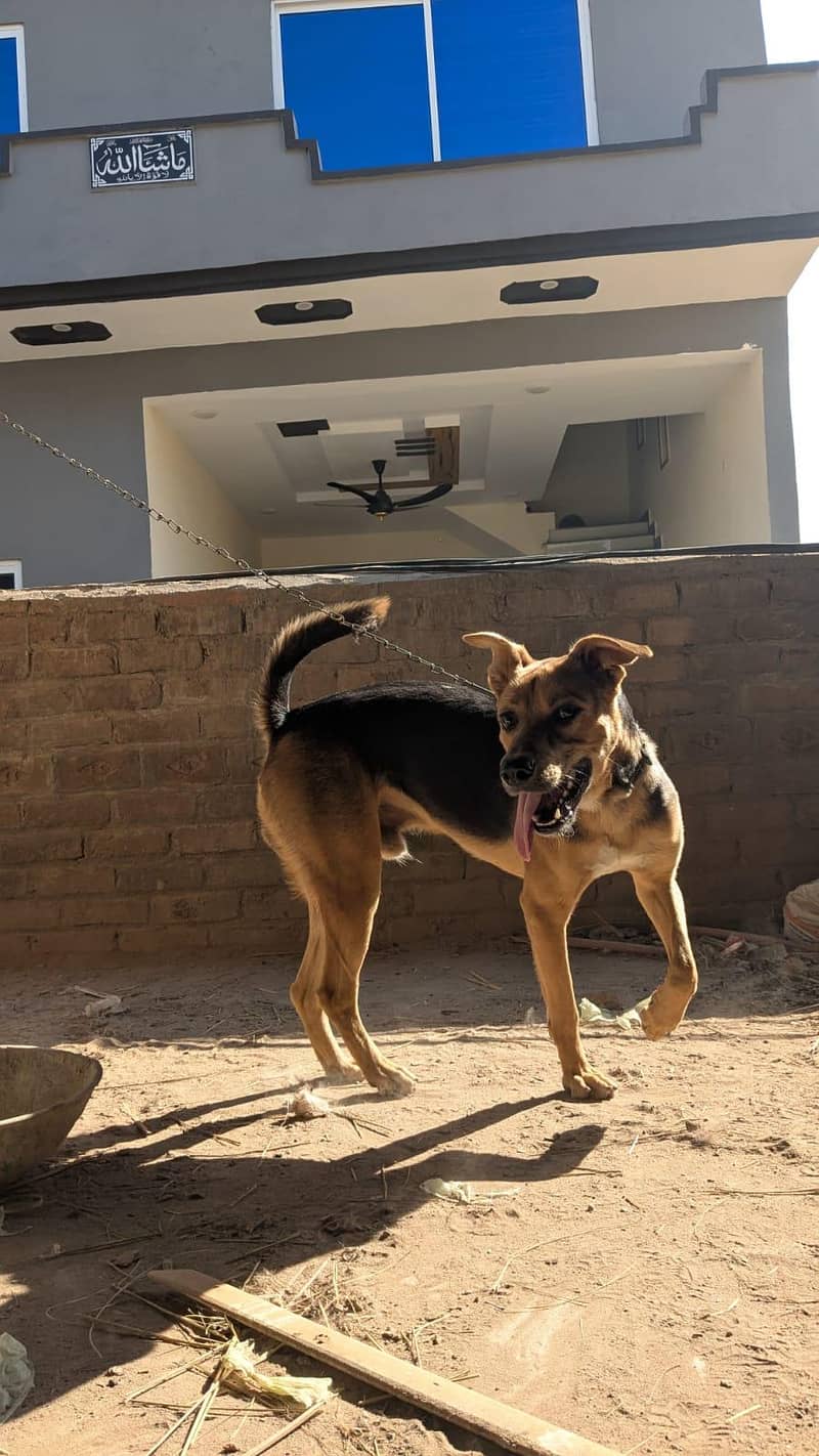 German shepherd 0