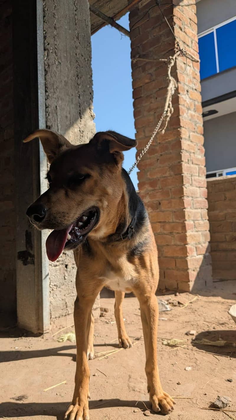 German shepherd 1