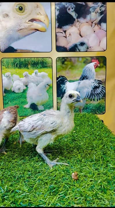 dragon / shamo / Ayam cemani / black shamo / whire shamo / chicks