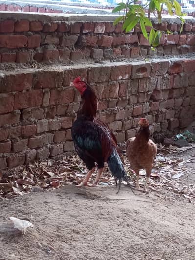 Pure Breed Aseel Miawali