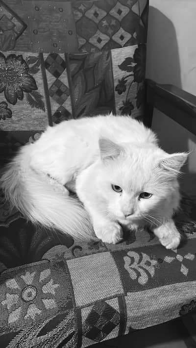 Persian triple coat