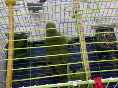Green ringneek parrot