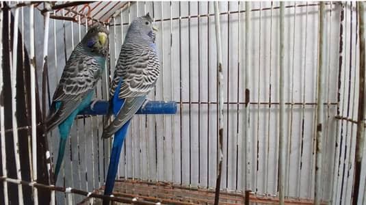 Blue black face split hogo bread pair available