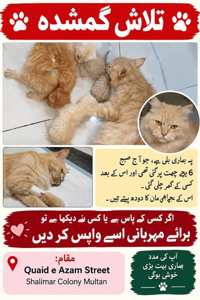 my cat lost from Quaid e Azam street