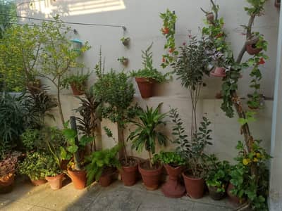 plants healthy for sale