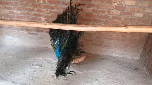Indian Blue shoulder