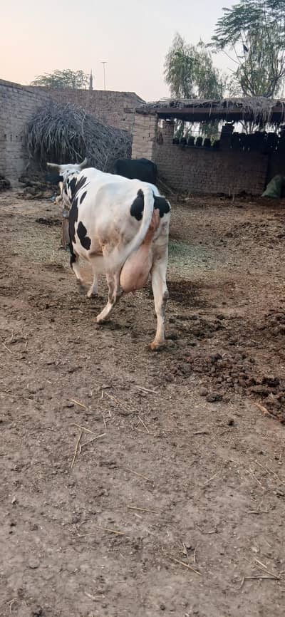 cow 3 shuway