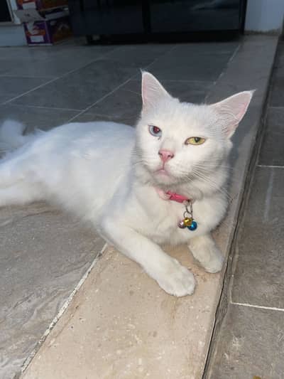 Beautiful White Cat, Two different eye colours